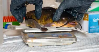 A Lake's Silent Catfish Epidemic: Contagious Cancer Spreads