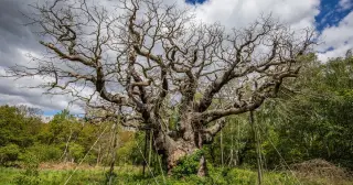 Sherwood’s 1,200-year-old Major Oak dies, ending a living Robin Hood landmark