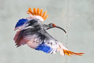 Eight crested ibises reintroduced in Hakui, marking Japan's conservation comeback