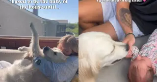 From Baby to Big Sister: A Golden Retriever's Heartwarming Tennessee Transition