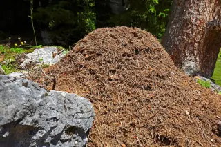 Europe’s 6,000-km Ant Megapolis: The World’s Largest Invasive Supercolony