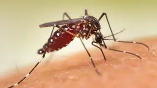 Wealthier neighborhoods may be fueling mosquito resistance to common sprays, study finds