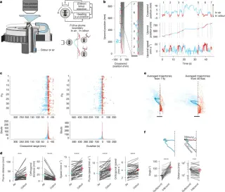 Memory-guided edge tracking enables vector-based olfactory navigation in fruit flies
