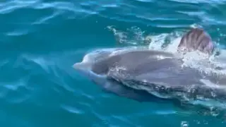 Hampton Beach Spotlights the Giant Ocean Sunfish