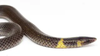 Southeast Asian Snakes Master High-Speed Rolling to Evade Predators