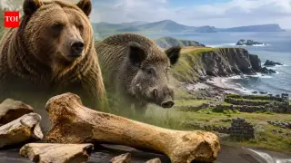 Kerry Cow Bones Recast: Bear and Wild Boar Rewrite Ireland’s Early-Farming Timeline