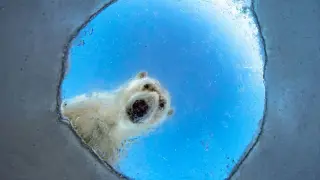 Nature’s Wonder Gallery: 2026 Wildlife Photographer of the Year shortlist announced