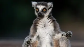 Yoga Class Suspected in Lethal HSV-1 Outbreak Among Lemurs