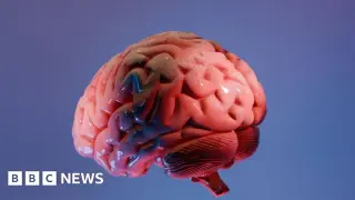 India unveils cellular-scale brainstem atlas