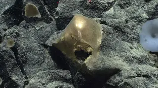 NOAA Solves Golden Orb Mystery: Remnant of a Giant Deep-Sea Anemone