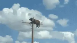 Bear's Poletop Stunt in NM Proves Fatal