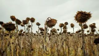 Earth’s Last Green Era Could End in About 1.9 Billion Years