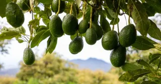 Avocados keep a 42-million-year polling schedule