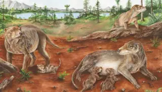 Ancient Cynodont Fossil Pushes Live Birth Deep into Mammal Lineage