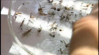 Utah County Reports First Human West Nile Case of the Season