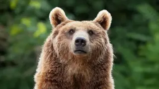 Bears and Mountain Lions Learn to Avoid Humans, Reducing Conflicts