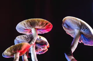 Psychedelic Help for Anorexia? Early Trial Hints at Recovery Boost