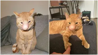 Big-Nosed Biscuit's Battle: A Cat's Growth Nose and a Family's Unwavering Love