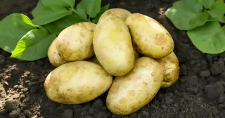 Ancient hybrid between tomato and a tuberless relative created the potato’s distinctive tuber