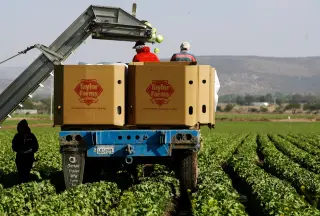 Taylor Farms pulls central Mexico iceberg lettuce after disease outbreak link