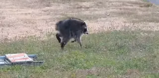 Jimothy the Raccoon: survival shaped by a sharp brain and a devoted mother