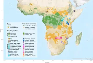 Genome reveals forest ancestry hidden in Africa’s savanna elephants, guiding conservation