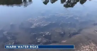 Heat-Driven Shifts in NC Waters Elevate Health Risks