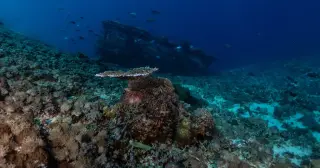Drone Mapping Off Saint-Tropez Reveals France’s Deepest 16th-Century Shipwreck