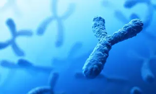 Y Chromosome on the Clock: Extinction Fears Meet Scientific Debate