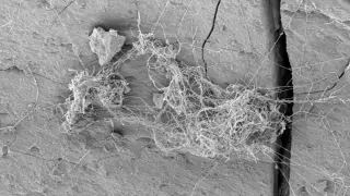 Hidden Deep: Fungi and Tardigrades Thrive in the Antrim Shale's Subsurface