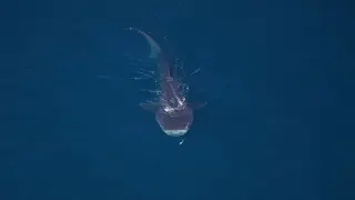Cape Cod aerial survey records 2,000+ marine animals across 15 species