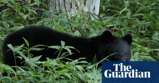 Bear suspected in a wave of home break-ins in rural Japan