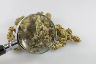 Cannabinoids Show Consistent Anti-Tumor Effects Across Brain and Breast Cancers, New Review Finds
