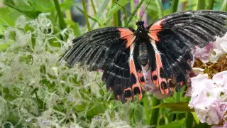 A Shared Genetic Playbook Drives Butterfly and Moth Color for 120 Million Years