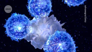 Eating may prime T cells for faster immune defense