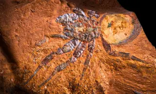 Rust-Cased Fossils Uncover a Lost Miocene Rainforest Beneath a NSW Farm