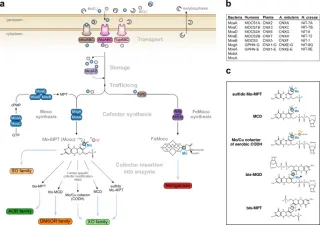 Ancient Mo and W in Life: Foundational Biochemistry from 3.7 Billion Years Ago