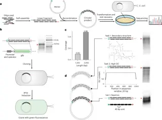 MOSAIC: a scalable self-assembly method for high-throughput gene synthesis