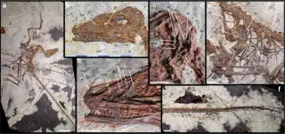 New fossil Norellraptor barsboldi suggests flight evolved independently in birds and feathered dinosaurs