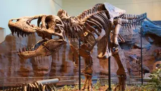 First Direct Measurement: T. rex Ran at 97°F, Matching Human Body Temperature