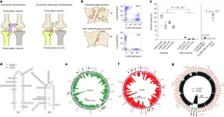Designer electrical synapses enable long-term, cell-type-specific circuit editing in mammals