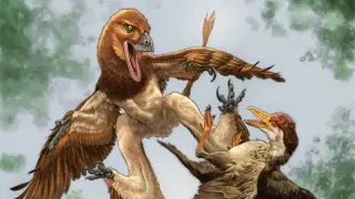 New Chinese microraptor Jian changmaensis hints at the origins of gliding flight