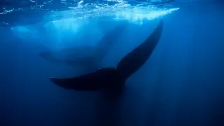 Ocean's Deep Graveyard: 500-Whale Necropolis Reveals Deep-Sea Evolution
