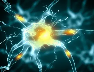 Mental imagery taps into the brain’s same perceptual code