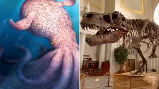 Giant ancient octopuses hunted with dinosaurs, jaw fossils reveal