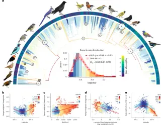 Climatic swings ignite rare bursts of passerine body-plan innovation