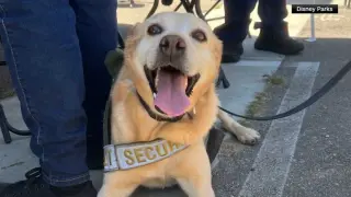Disneyland’s security pup Benny retires after six years on duty