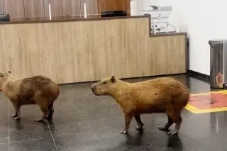 Capybaras Wander Into Mato Grosso Assembly