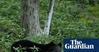 Bear on the loose prompts closure of 94 schools in Japanese city
