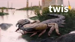 Ancient Giant Scorpion, Whale Graveyard, and Breakthroughs in Aging Science
